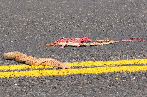 Bullsnake
