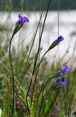 Gentianopsis detonsa raupii