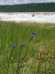 Gentianopsis detonsa raupii