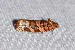 Argyrotaenia hodgesi