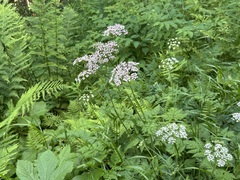 Chaerophyllum hirsutum, photograph (c) Jason Grant, some rights reserved (CC BY)