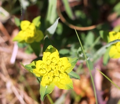 Helioscopia