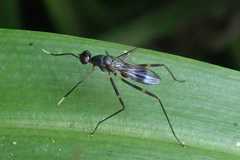 Hybobata fuelleborni