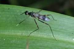 Hybobata fuelleborni
