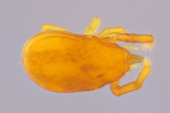 Labidostommatidae