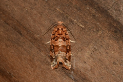 Argyrotaenia hodgesi