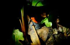 Ranitomeya reticulata