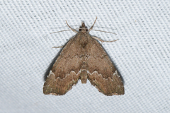Cutina aluticolor