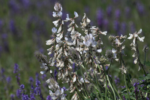 Hedysarum × polychromum