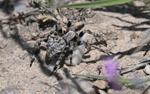 Araneus grossus