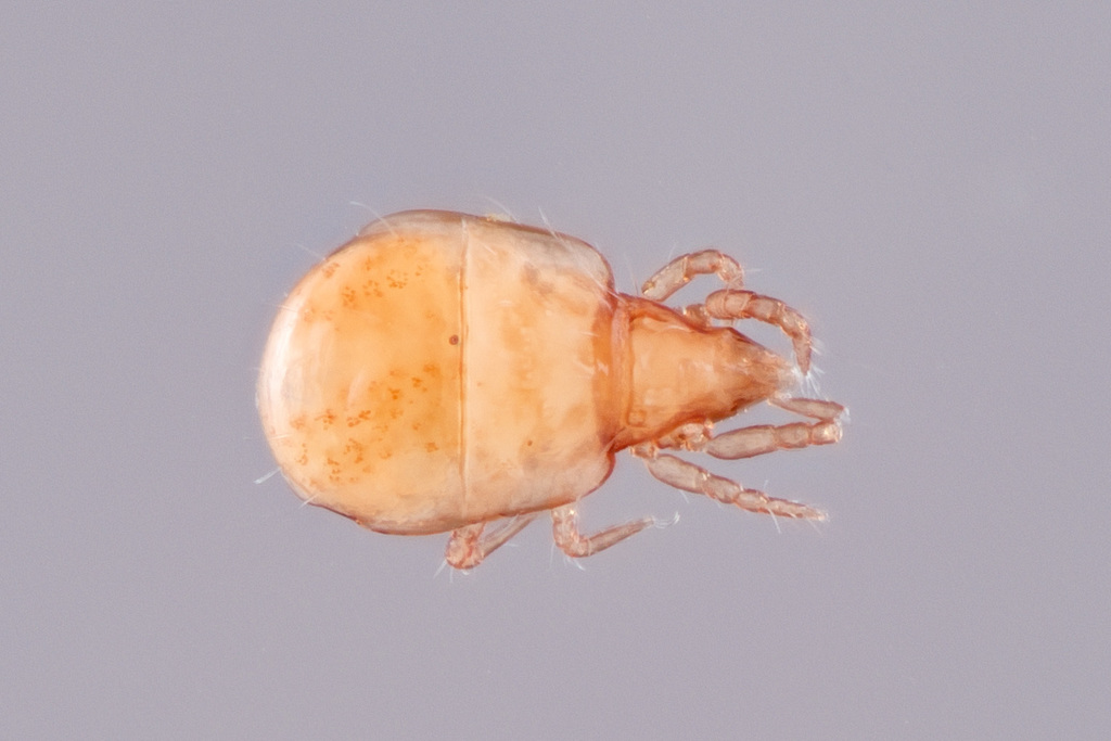 Hypochthonius