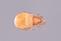 Hypochthonius