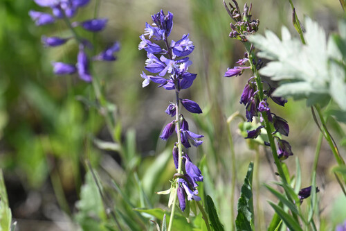 Polygala hybrida