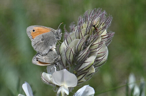 Small Heath