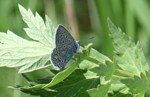 Common Blue