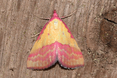 Phytometra rhodarialis