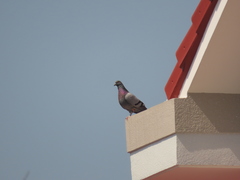 Columba livia domestica