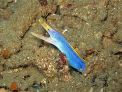 Rhinomuraena quaesita