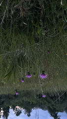 Cirsium tuberosum, photograph author not stated, no rights reserved