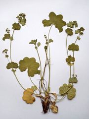 Alchemilla glabricaulis