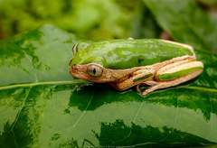 Pithecopus palliatus