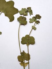 Alchemilla glabricaulis