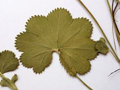 Alchemilla glabricaulis