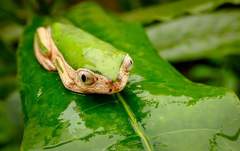 Pithecopus palliatus