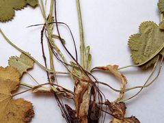 Alchemilla glabricaulis