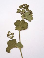 Alchemilla glabricaulis