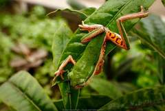 Pithecopus palliatus