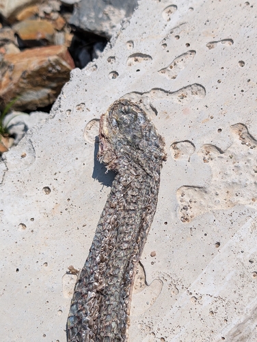 Big-Eyed Ratsnake