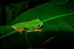 Callimedusa tomopterna