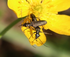 Oedemera virescens