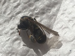 Leucospidae