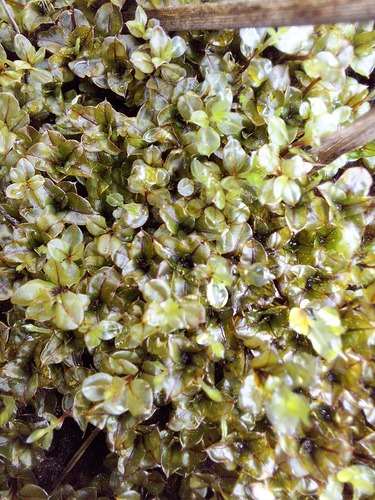 Cinclidium stygium observed 2026-06-16