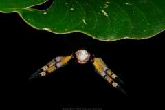 Phoneutria boliviensis