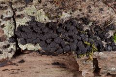 Jackrogersella cohaerens