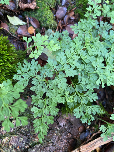 Asplenium dareoides, photograph 2