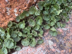 Telesonix jamesii