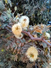 Ebenopsis caesalpinioides