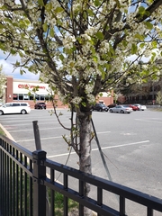 Pyrus calleryana