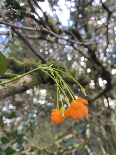 Berberis ilicifolia, photograph 4