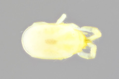 Labidostommatidae