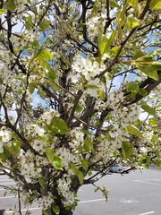 Pyrus calleryana