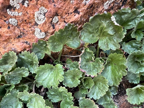 Telesonix jamesii, photograph 5