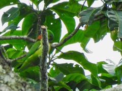 Agapornis swindernianus