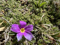 Primula angustifolia, photograph (c) Aiva Noringseth, some rights reserved (CC BY)