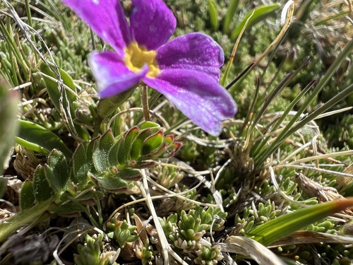 Primula angustifolia, photograph 6