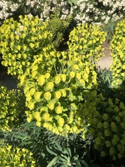 Euphorbia characias